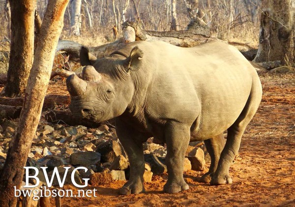 Livingstone Rhinoceros